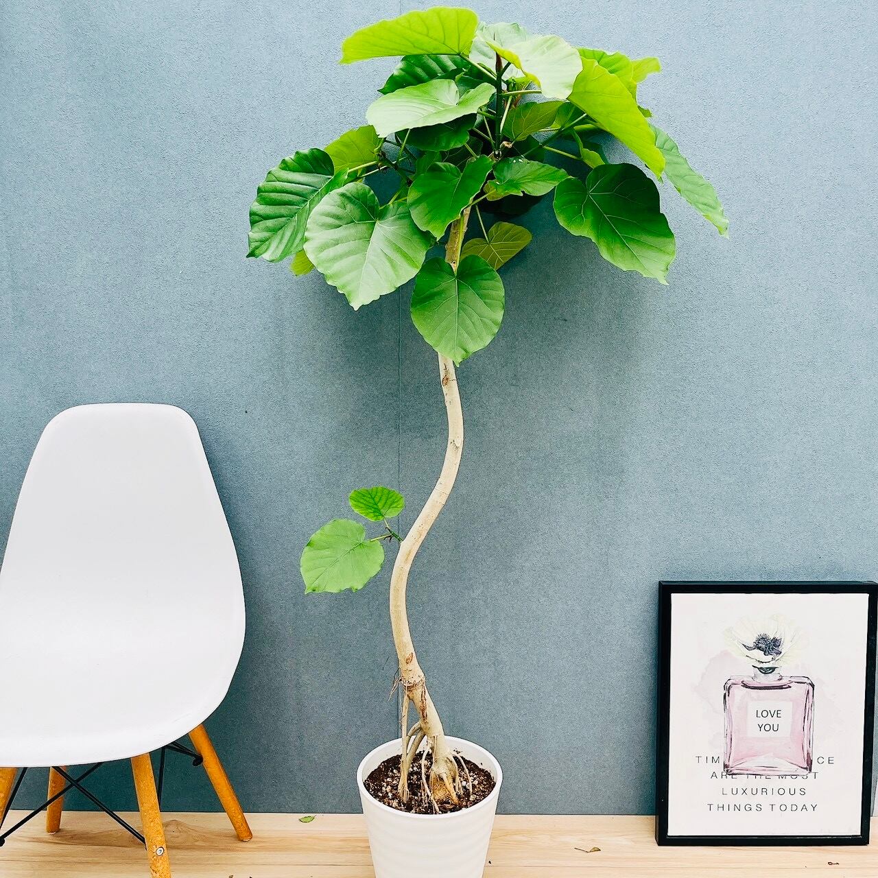 現品］ザミア フロリダーナ 7号 蘇轍 観葉植物 室内 レア 細葉