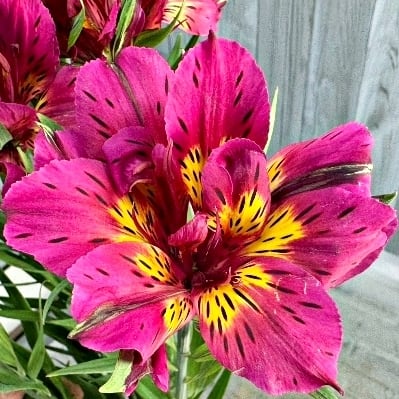 プロテアのドライフラワー③ 1束 （3本） | 新鮮お花問屋 Jp-Farmers.com