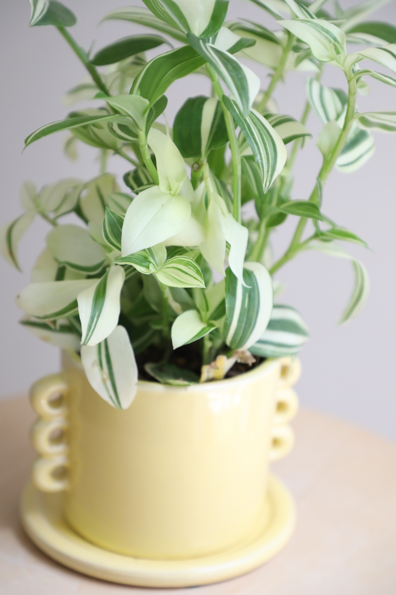 【S】トラディスカンティア フルミネンシス/Tradescantia