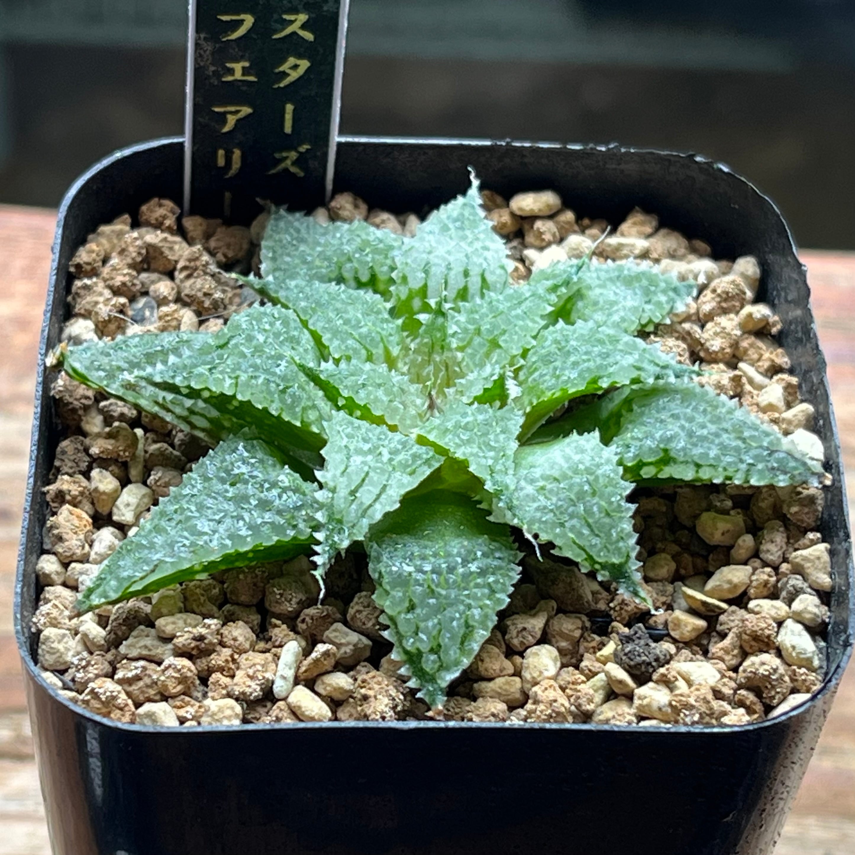 mocono_plants