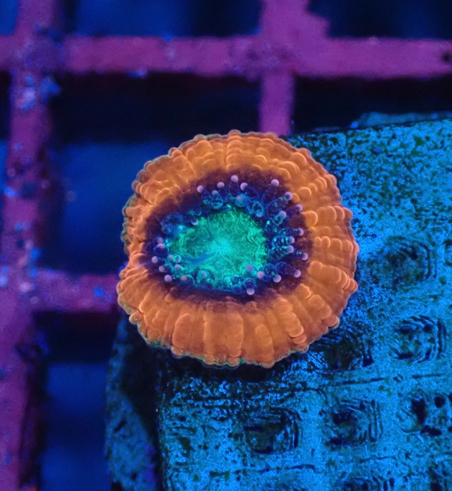 Trachyphyllia Baby 2