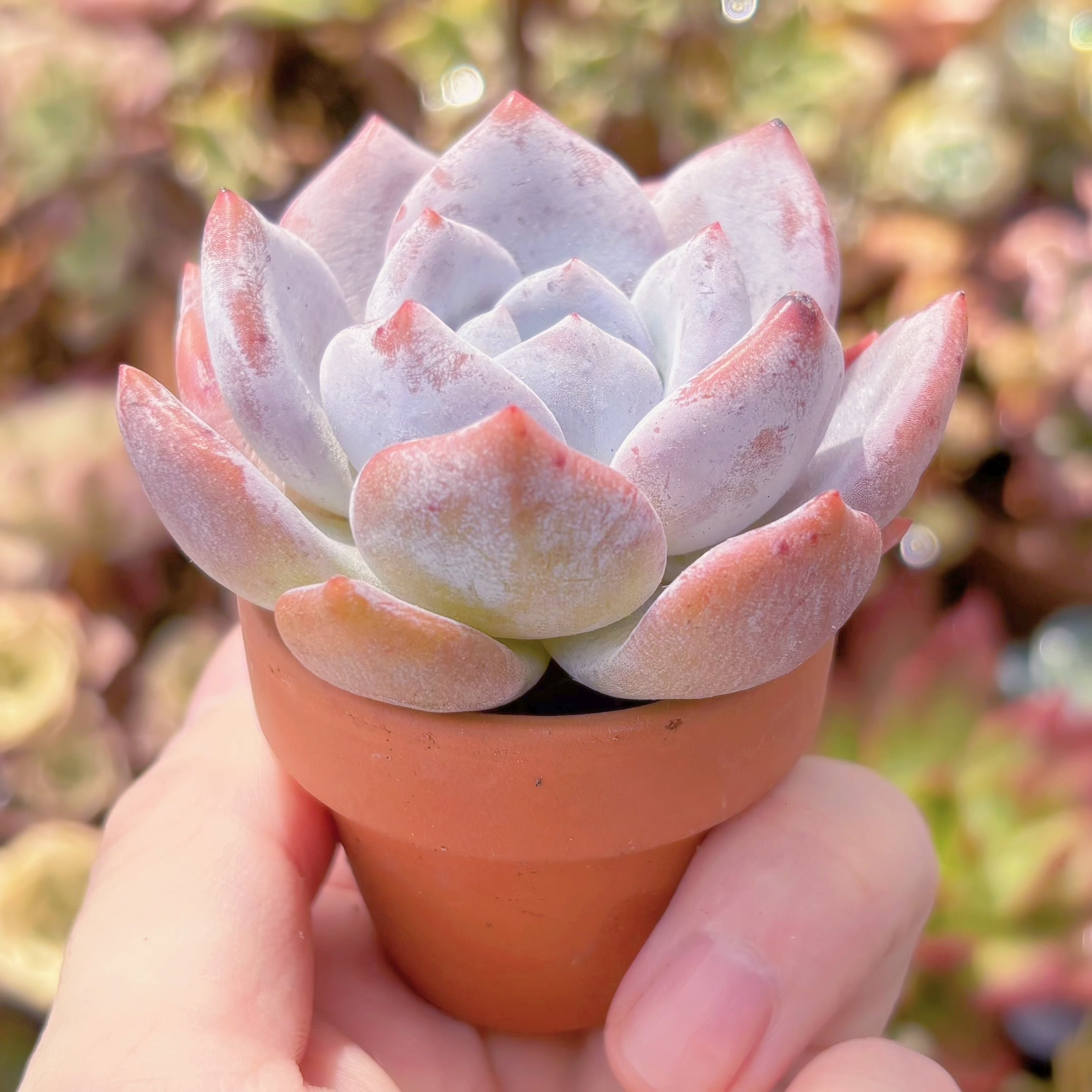 多肉植物 ミルクティー 新入荷 るる農園 | るる農園~多肉植物専門