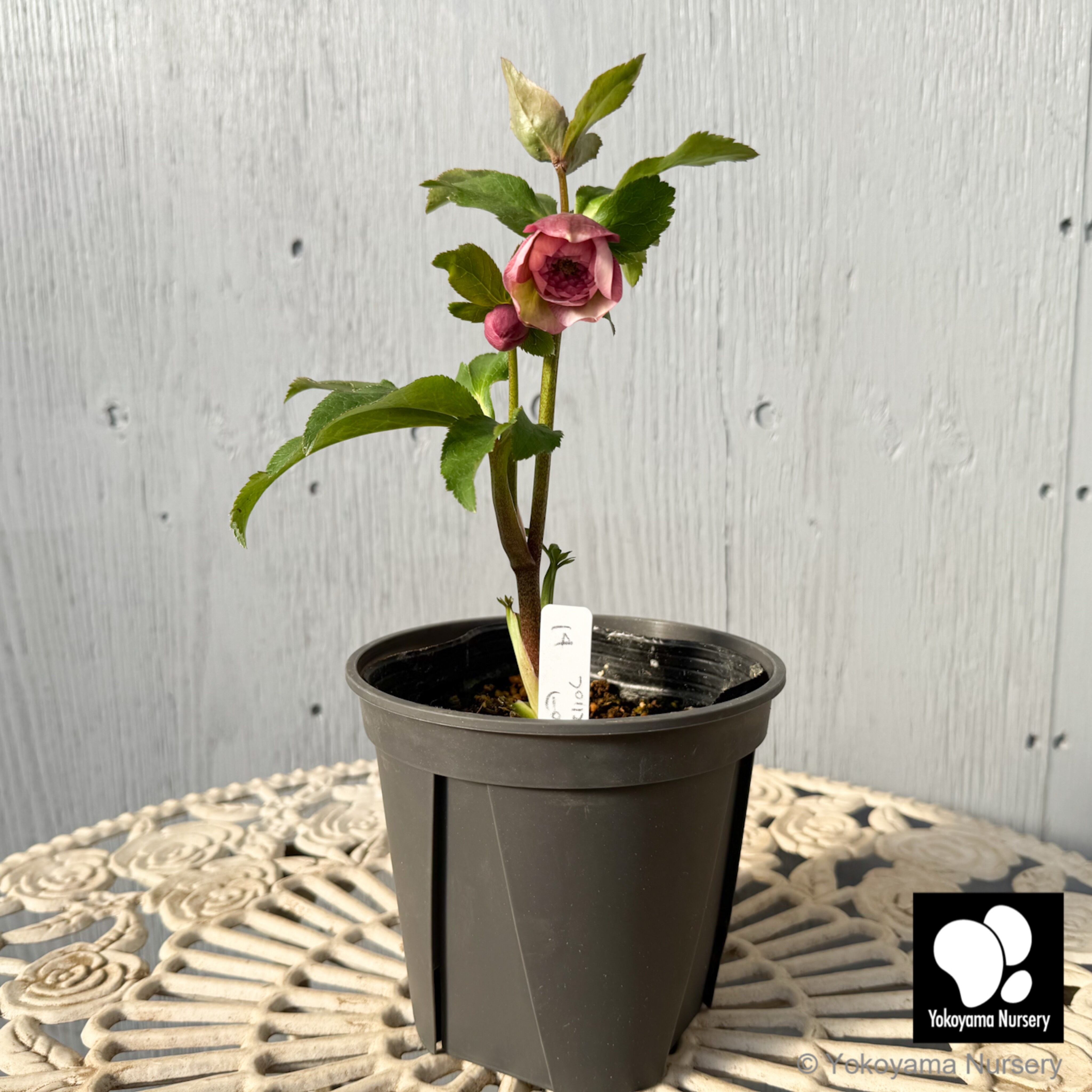 抽選販売】［14］ クリスマスローズ プリマドレス ピンク 4.5号 | 横山