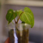 Anthurium Carlablackiae / アンスリウム カーラブラッキー⑱│観葉植物