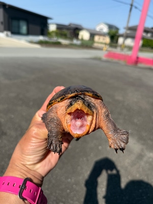 ハラガケガメ（♀）
