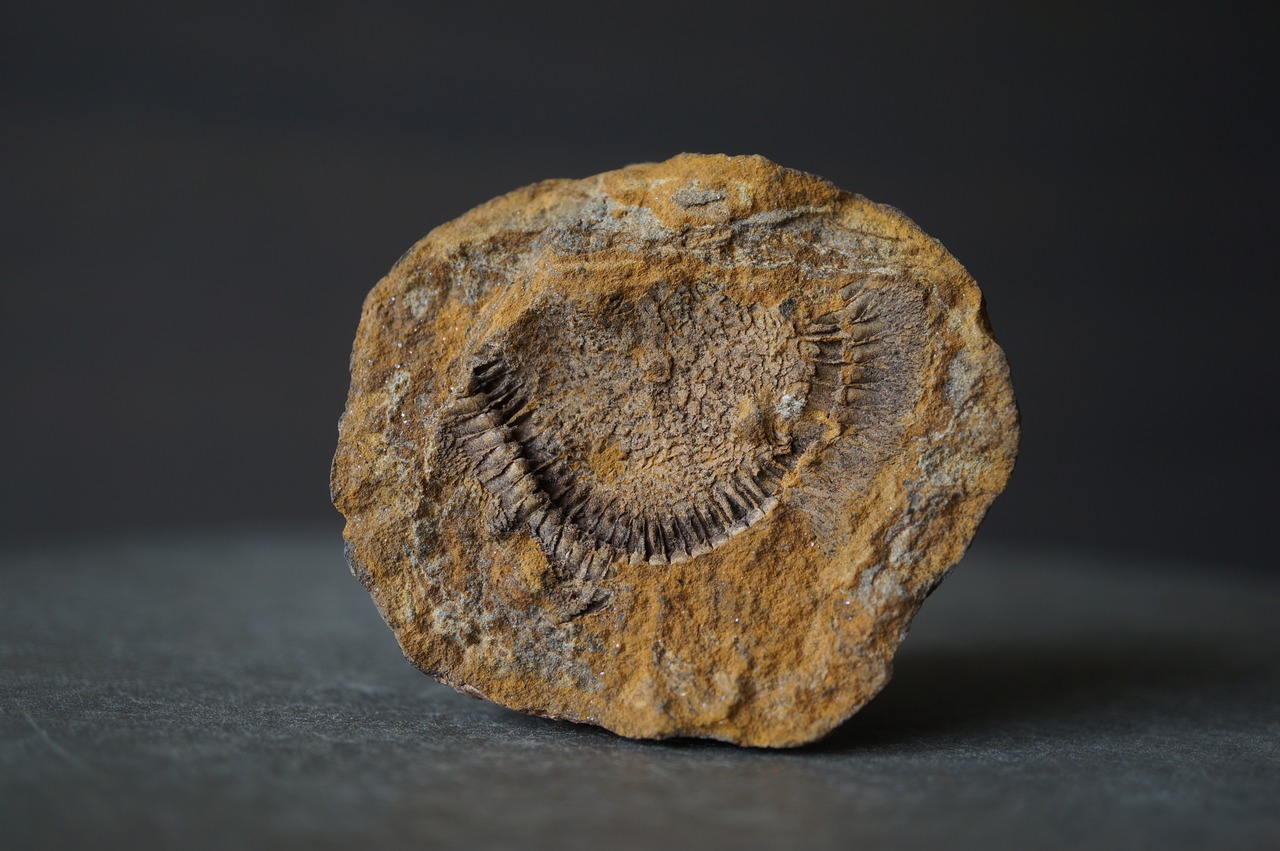 モロッコディスカス化石 Moroccodiscus smithi 2381