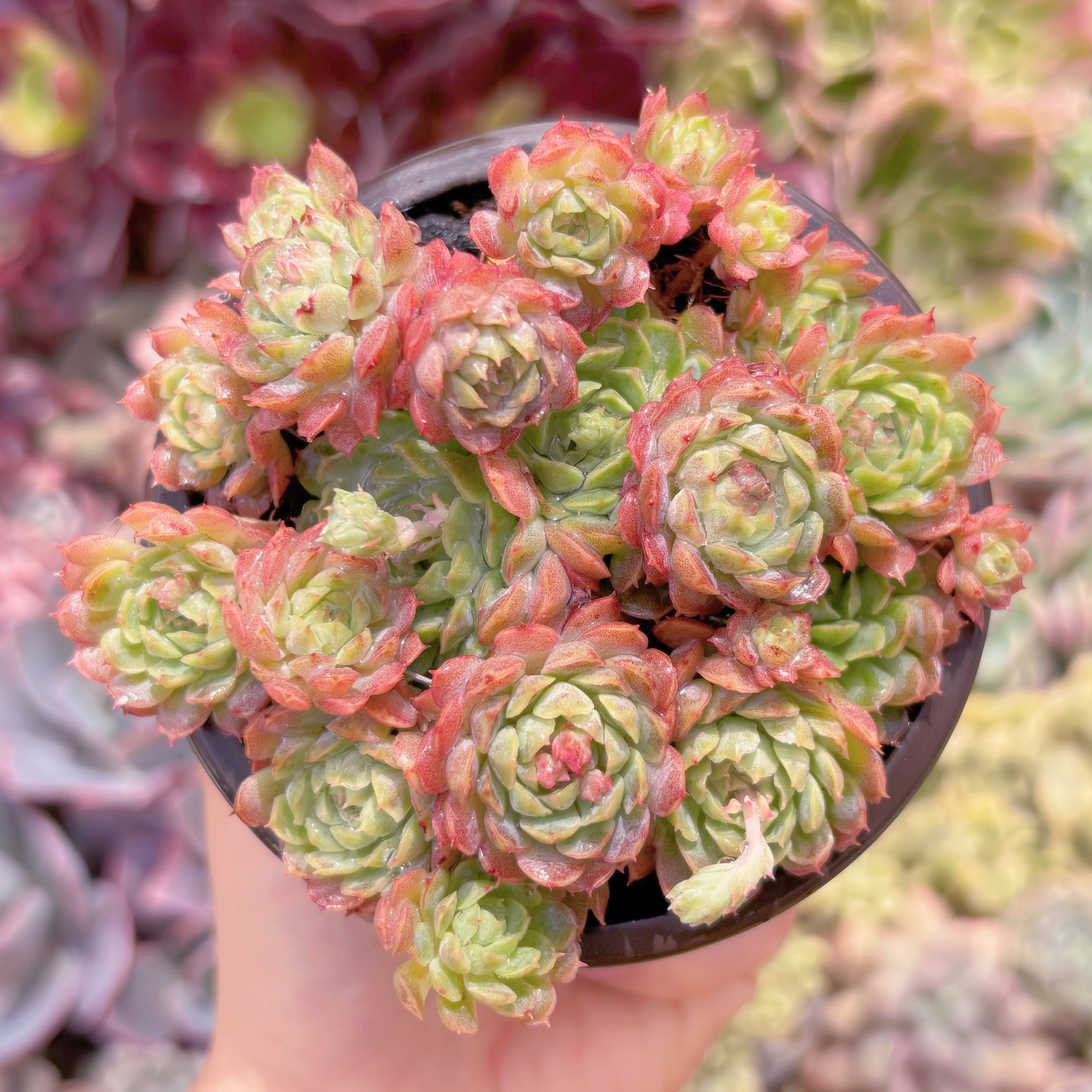 現品　ハチミツボール#546　群生　るる農園