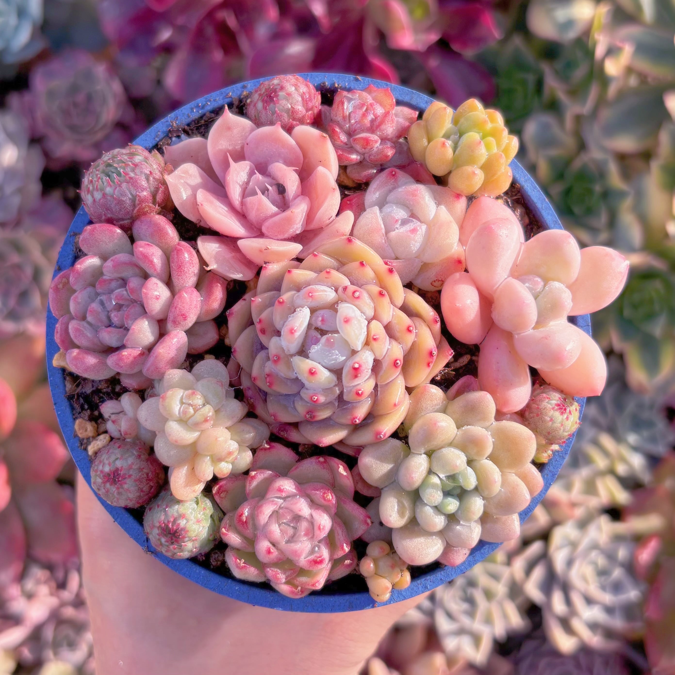 現品　寄せ植えセット#1169　るる農園