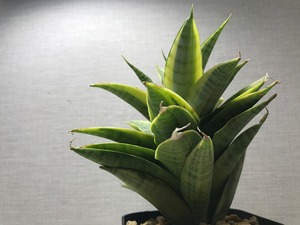 サンスベリア ガブリエラ 斑入り