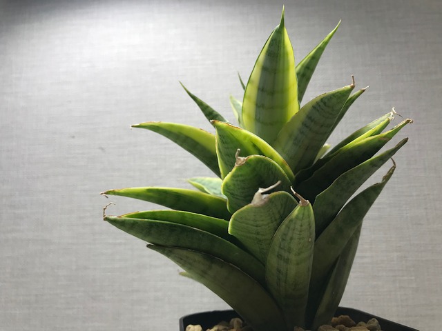 サンスベリア ガブリエラ 斑入り