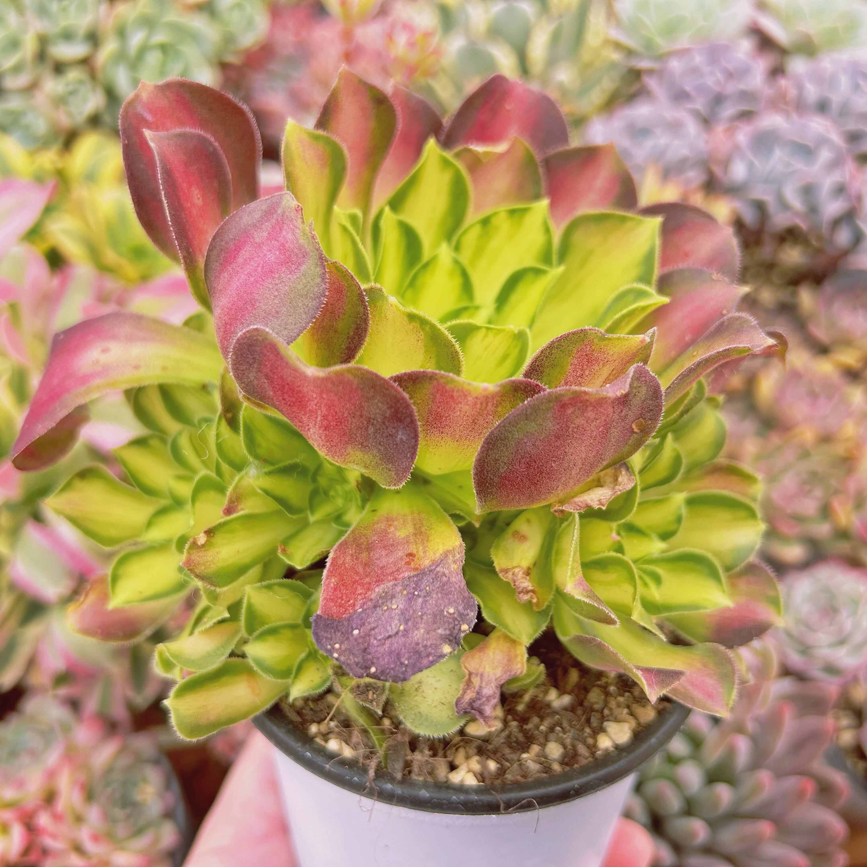 100現物 多肉植物 パラダイス錦 特大群生 抜き苗 | るる農園~多肉植物専門