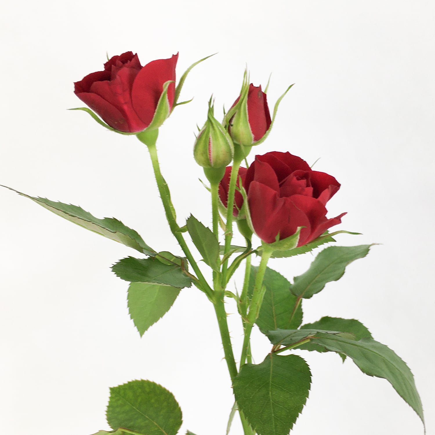 バラ売り可】中棗 赤色紙と深茶紫花丸溜塗 バラ売り可】中棗 赤色紙と