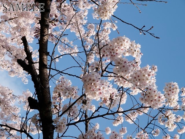 八坂神社　桜　JPEG