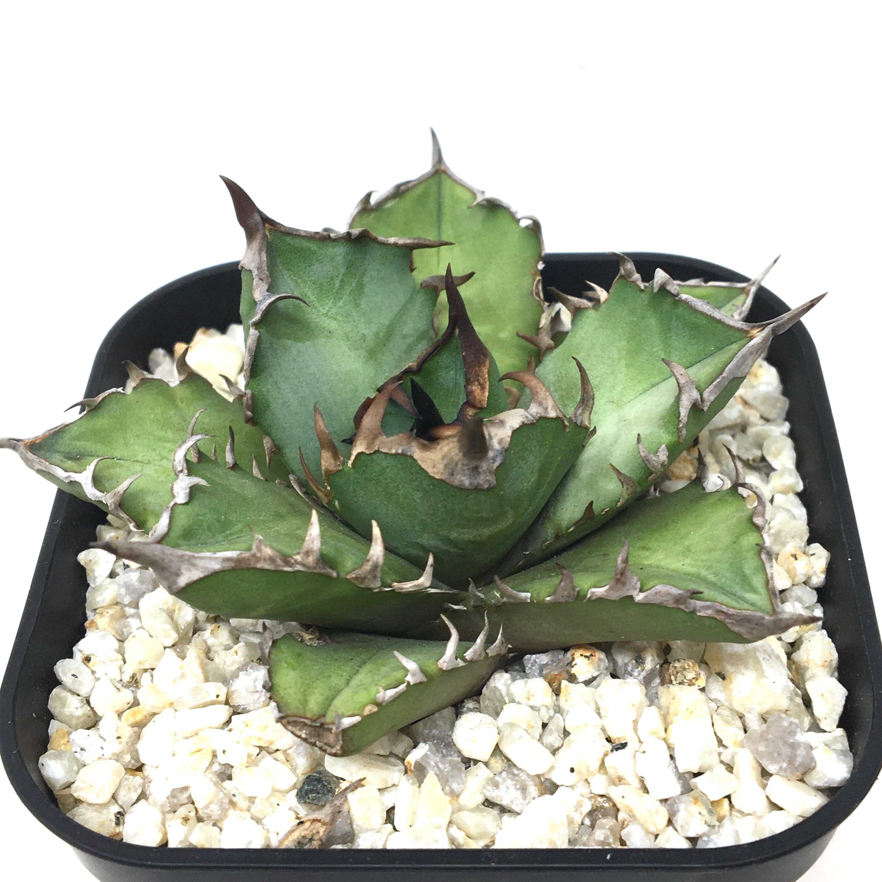 アガベ チタノタ レッドヴェノム【687】 | PROTOLEAF プロトリーフ 