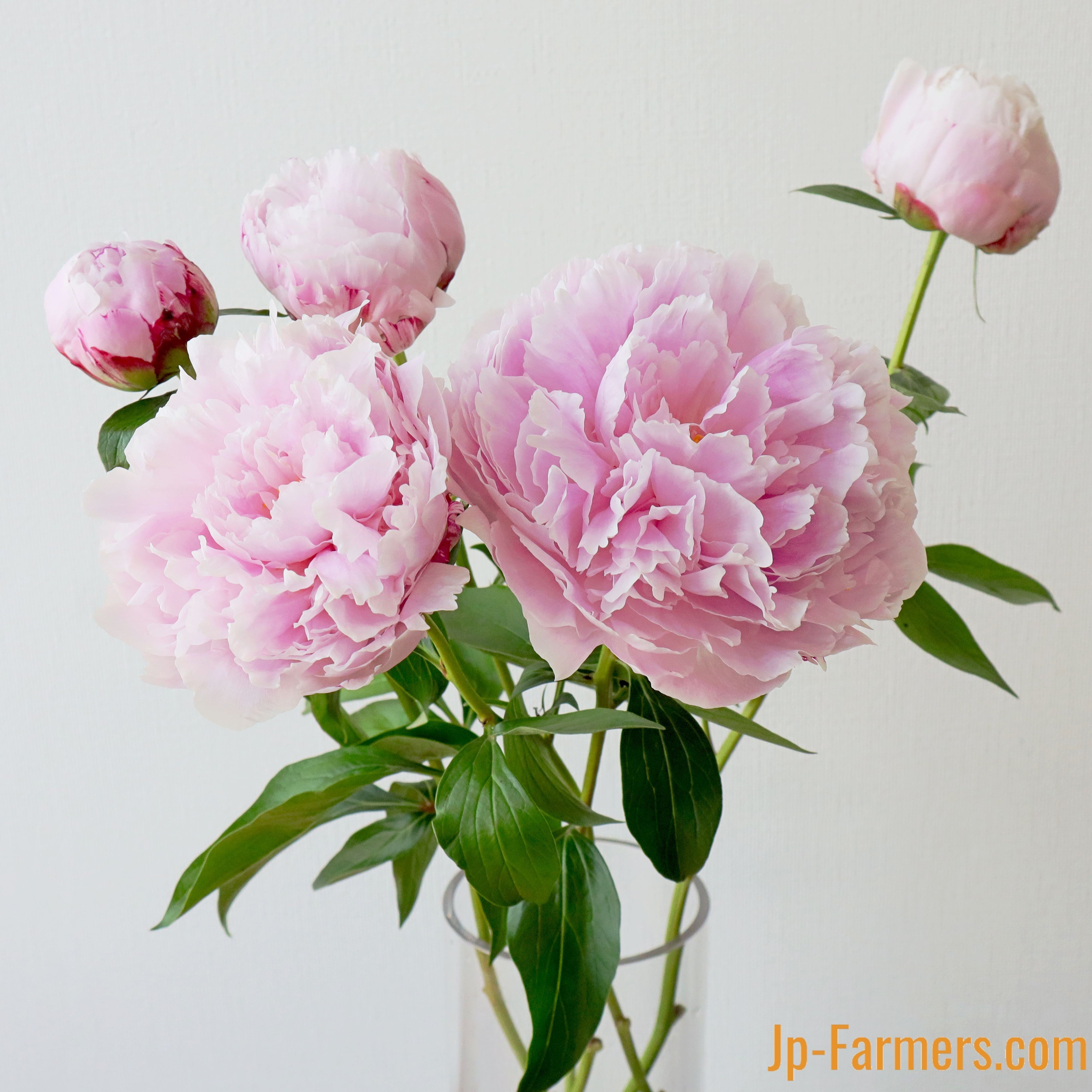 【花苗】芍薬 サラベルナール ★新芽3つ付き★ 淡ピンク 大輪 バラ咲き 八重咲 花苗】芍薬 サラベルナール ☆新芽3つ付き☆ 淡ピンク 大輪 バラ