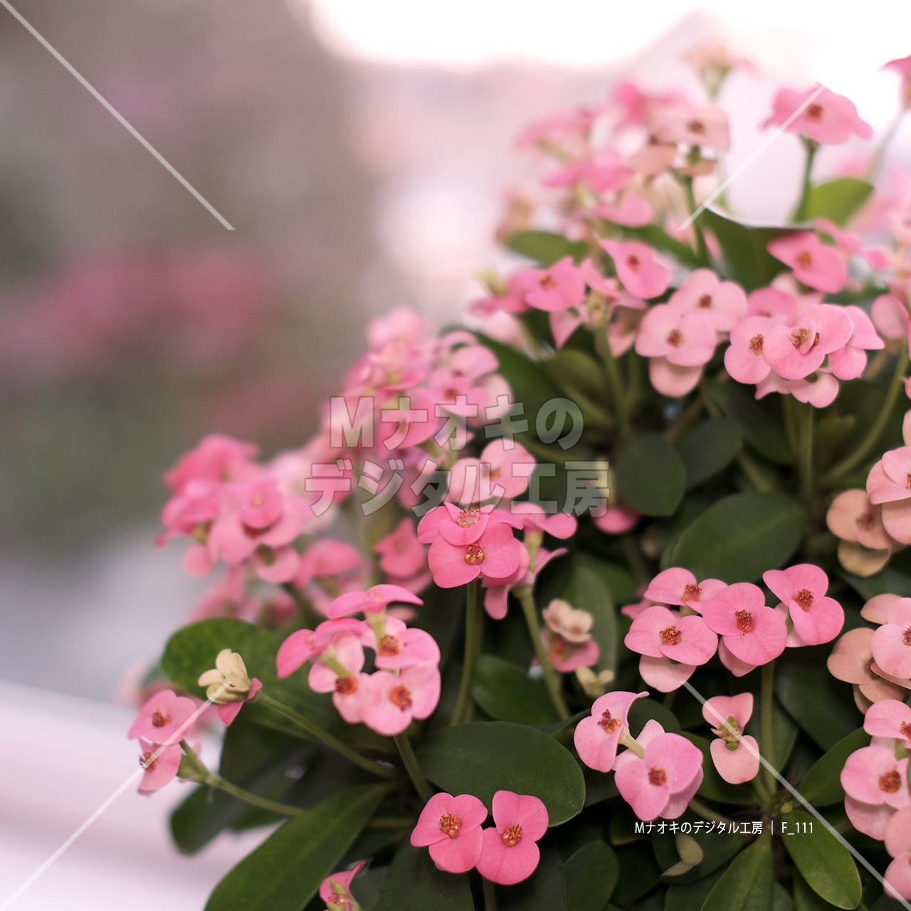 シクラメンの花とコピースペース 【F_111】　Cyclamen flowers and copy space