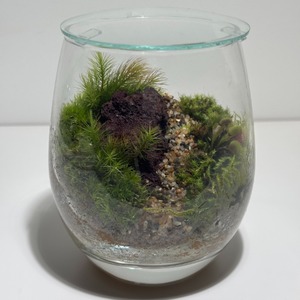食虫植物と苔のテラリウム ティアーグラス