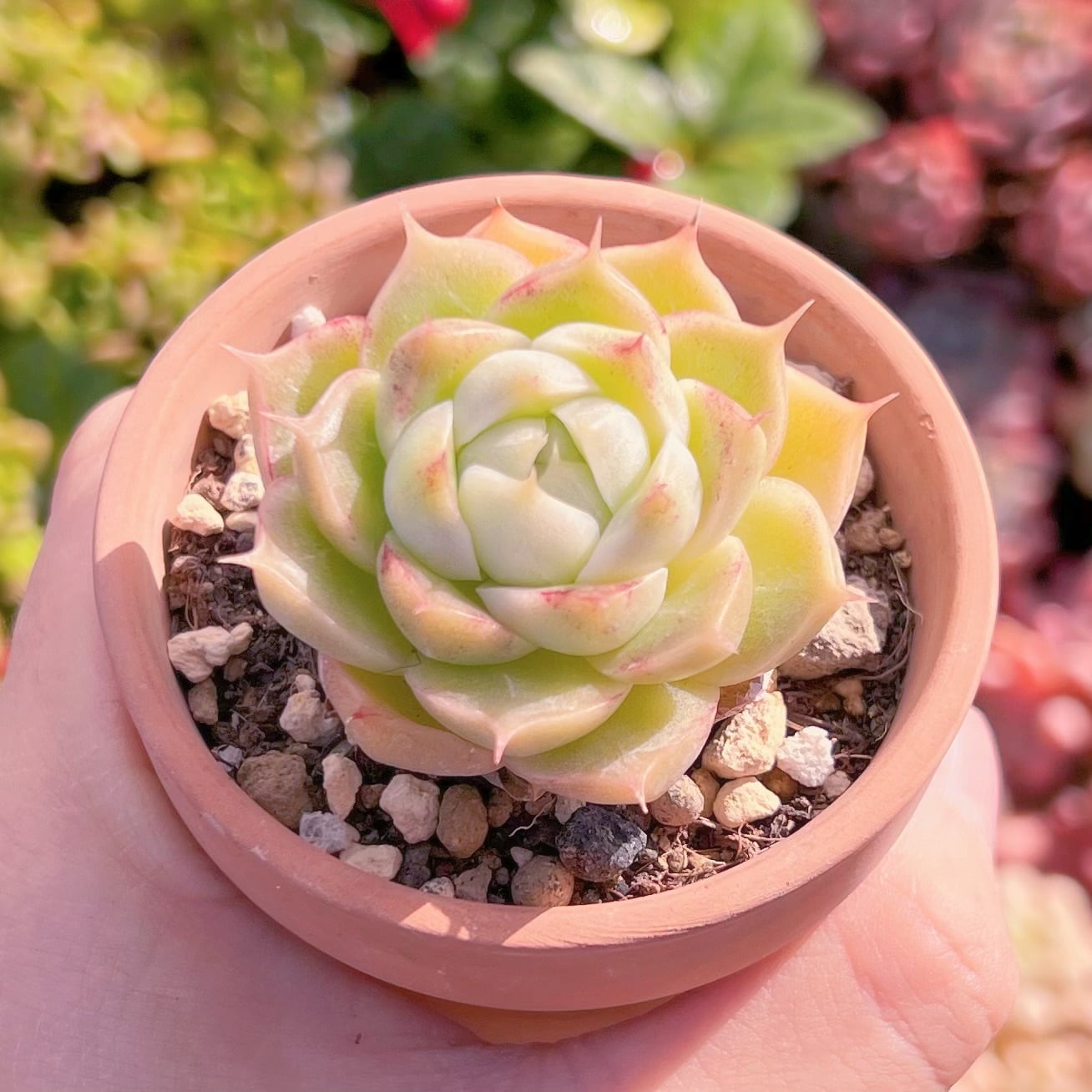 現品　桜姫#207　るる農園