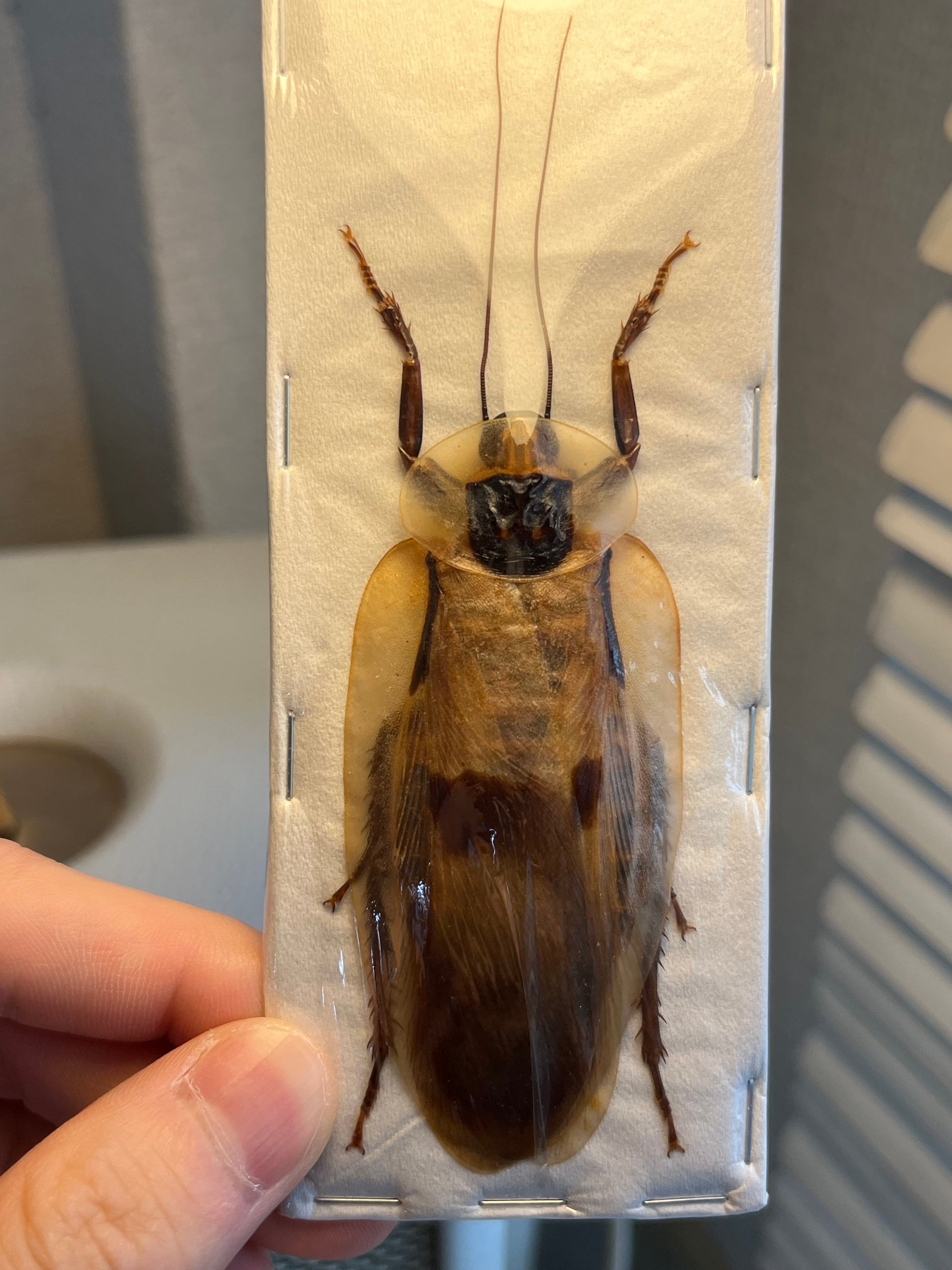 84mm】コゲチャトゲフチオオウスバカミキリ 昆虫標本 ハナムグリ