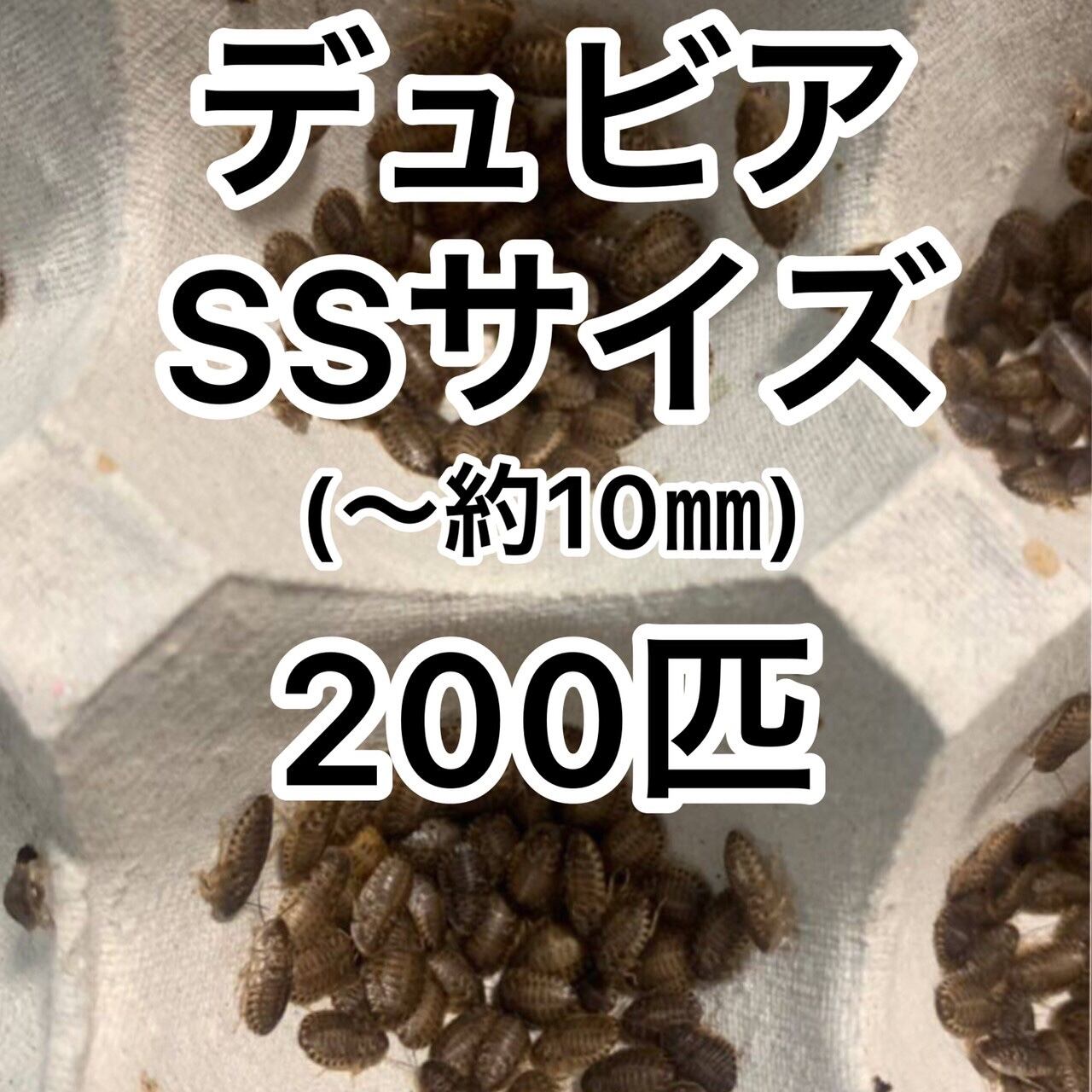 デュビアSS 100匹 | Coco Colors デュビアSS 100匹 | Coco Colors
