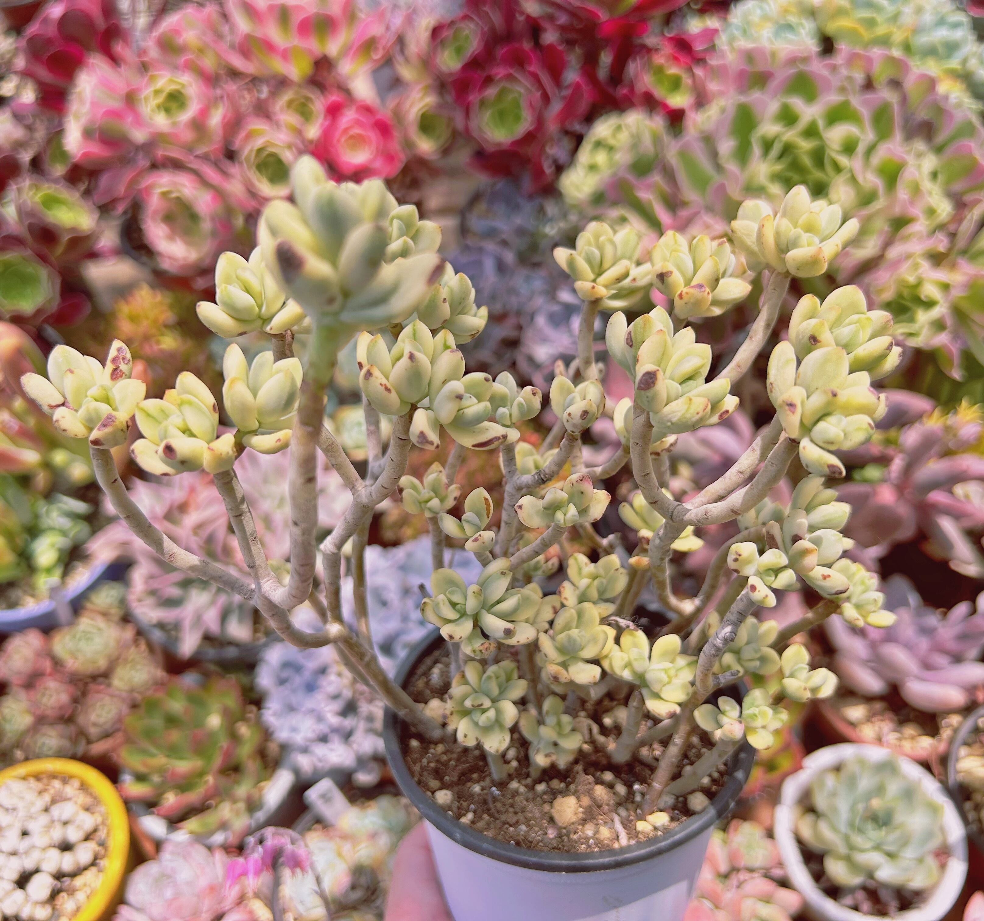 1004現物 多肉植物 マイキーシュガー 特大 | Pay ID