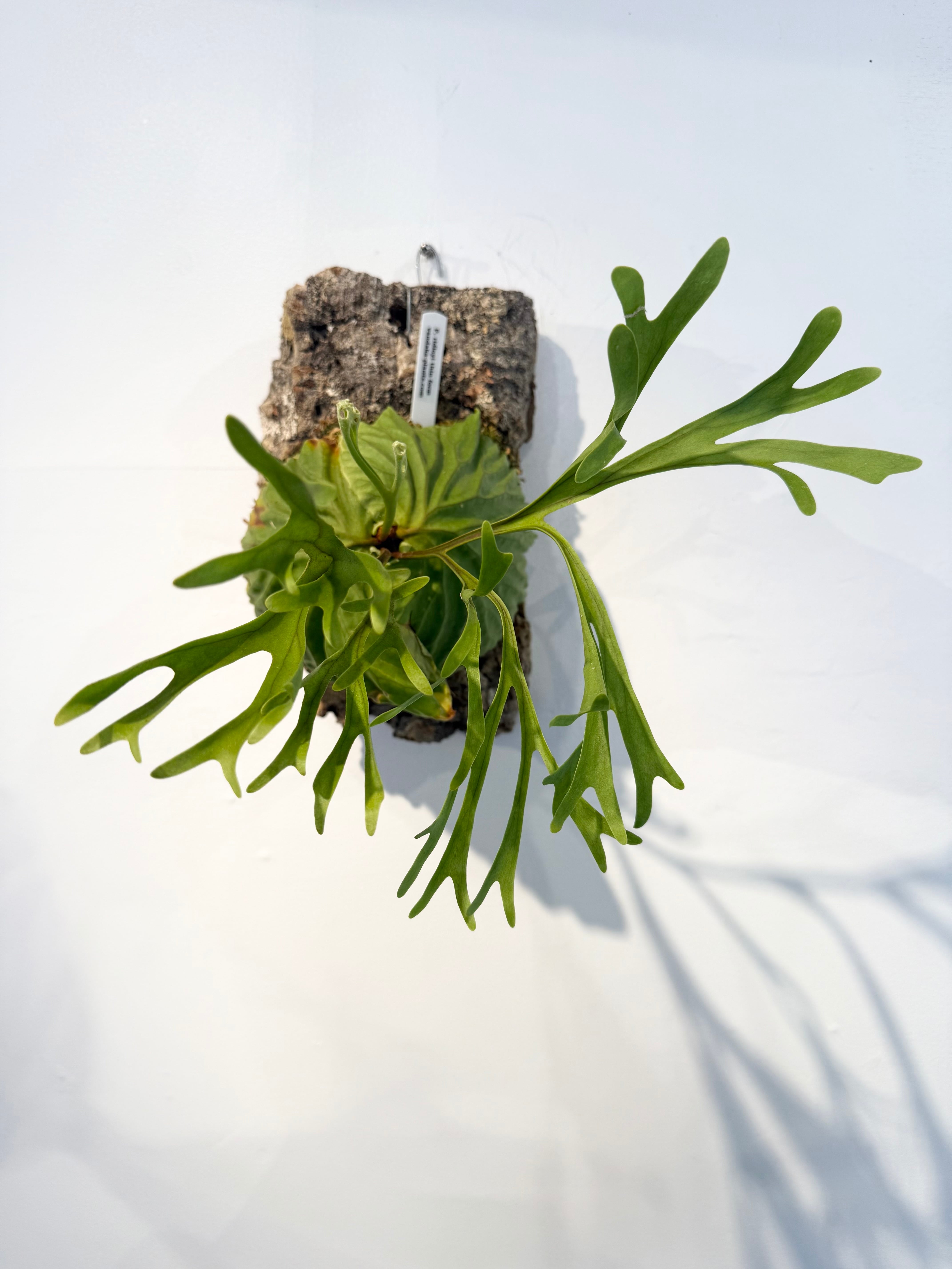 P. 'Shine Gloria' 'シャイングロリア' | vandaka plants