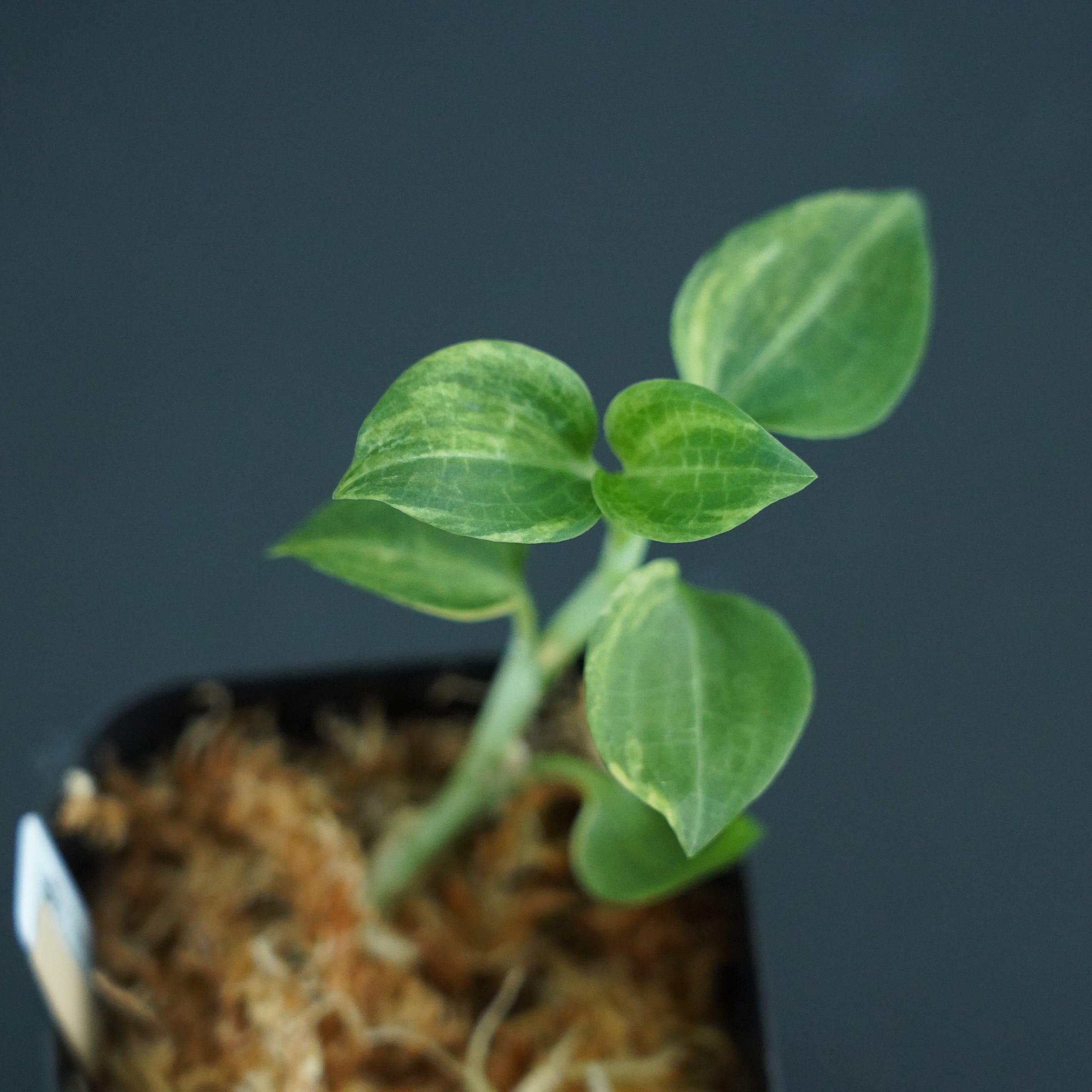 ◆現品◆ミヤマウズラ斑入り【ジュエルオーキッド宝石蘭/TheGAKI】#642