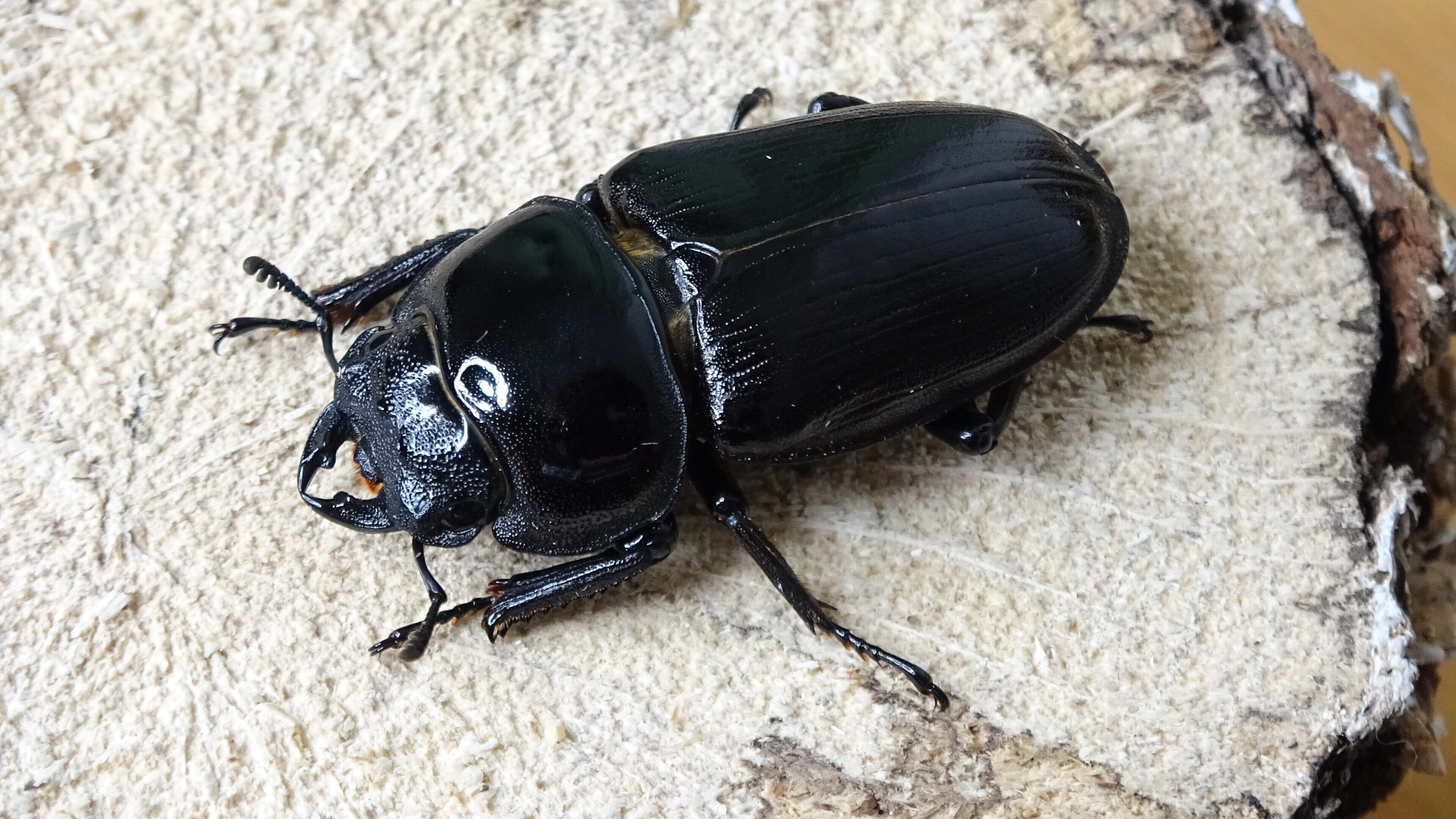 久留米オオクワガタ 87.8㎜ペア マツノインセクト