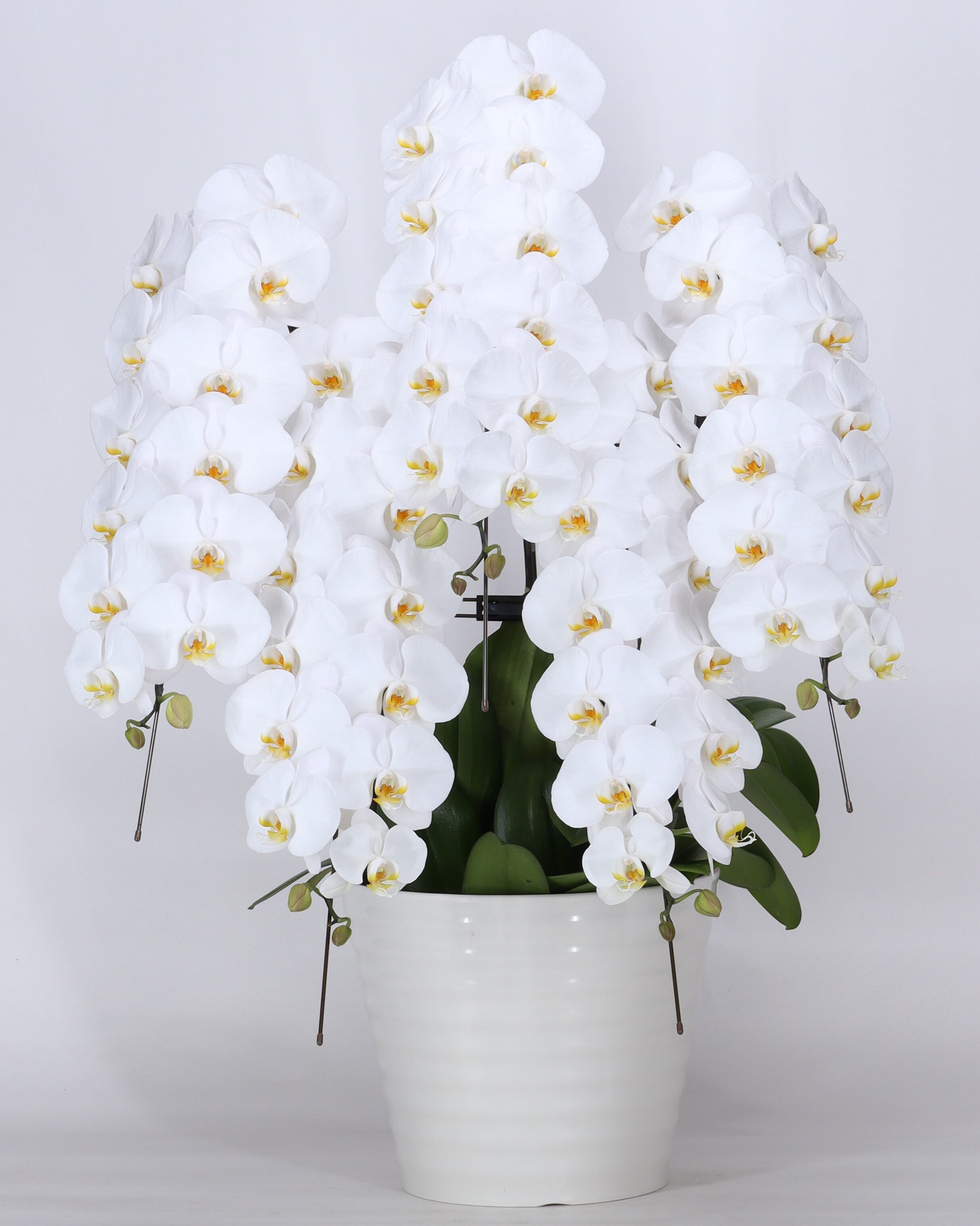 【最高級】大輪白胡蝶蘭 5本立ち65輪 ギフトラッピング込み|開店祝い・就任祝い・お取引先様へ