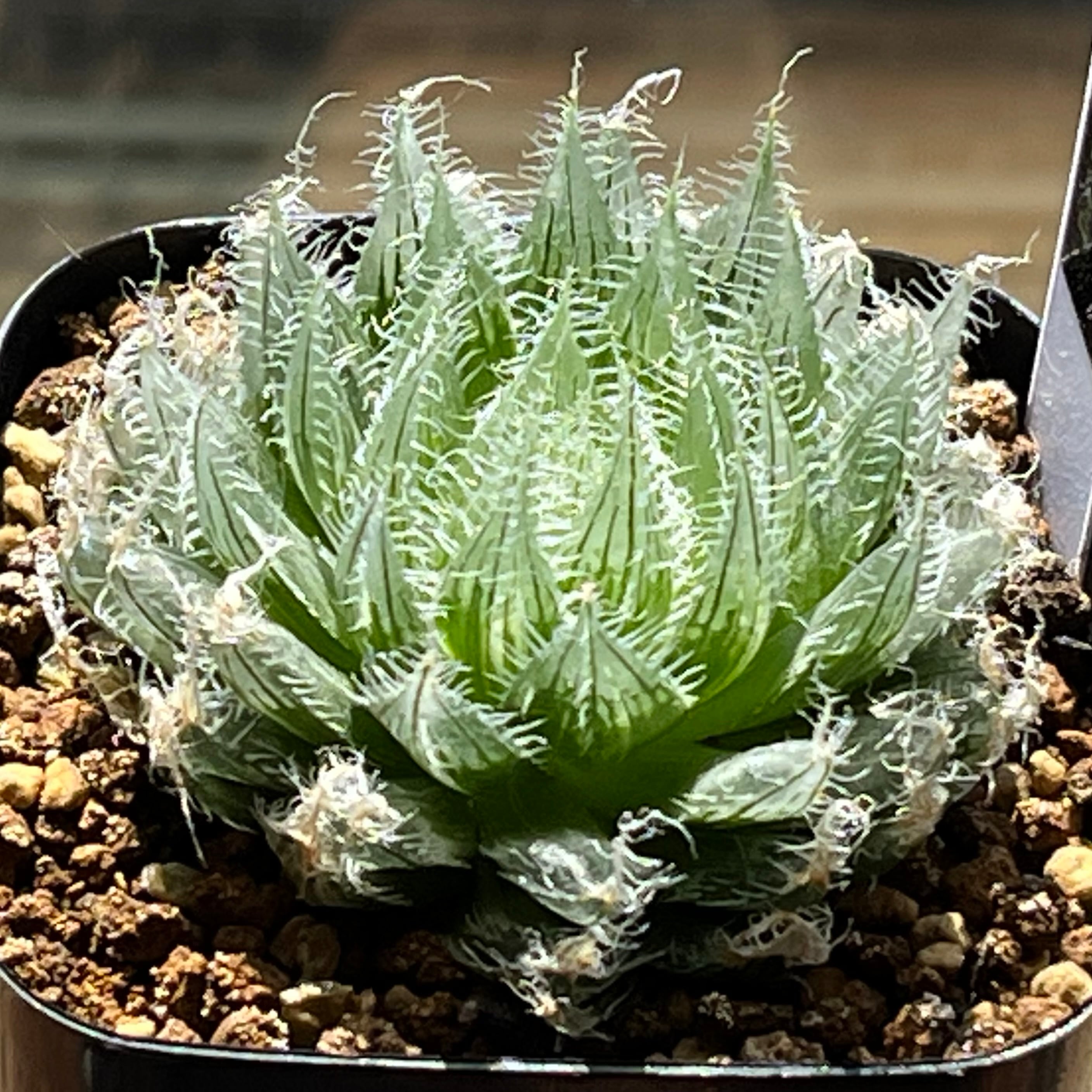 Elmo　ハオルチア mocono_plants