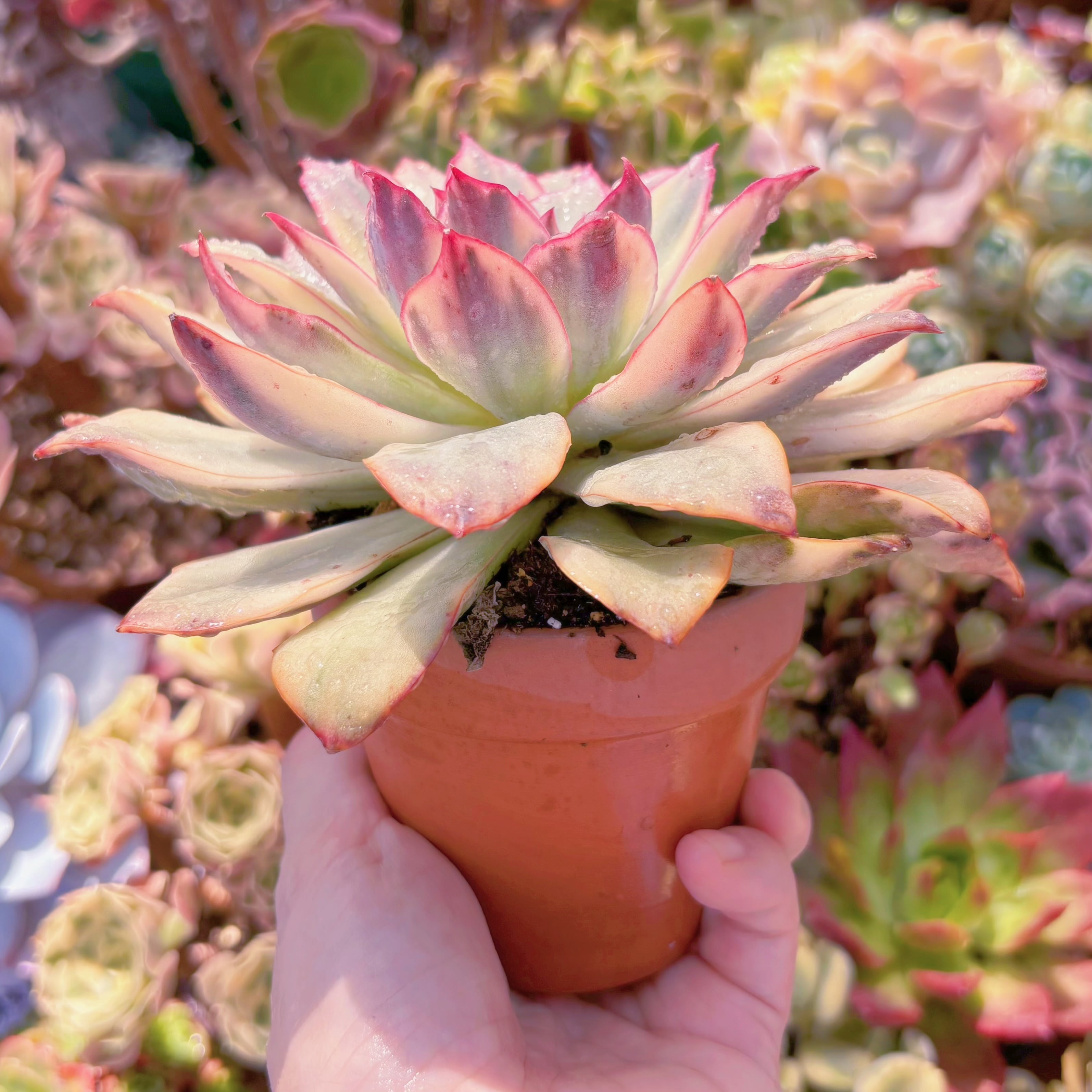 多肉植物 月光女神錦(大) 新入荷 るる農園 | るる農園~多肉植物専門