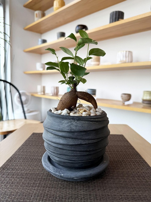 ガジュマル　黒