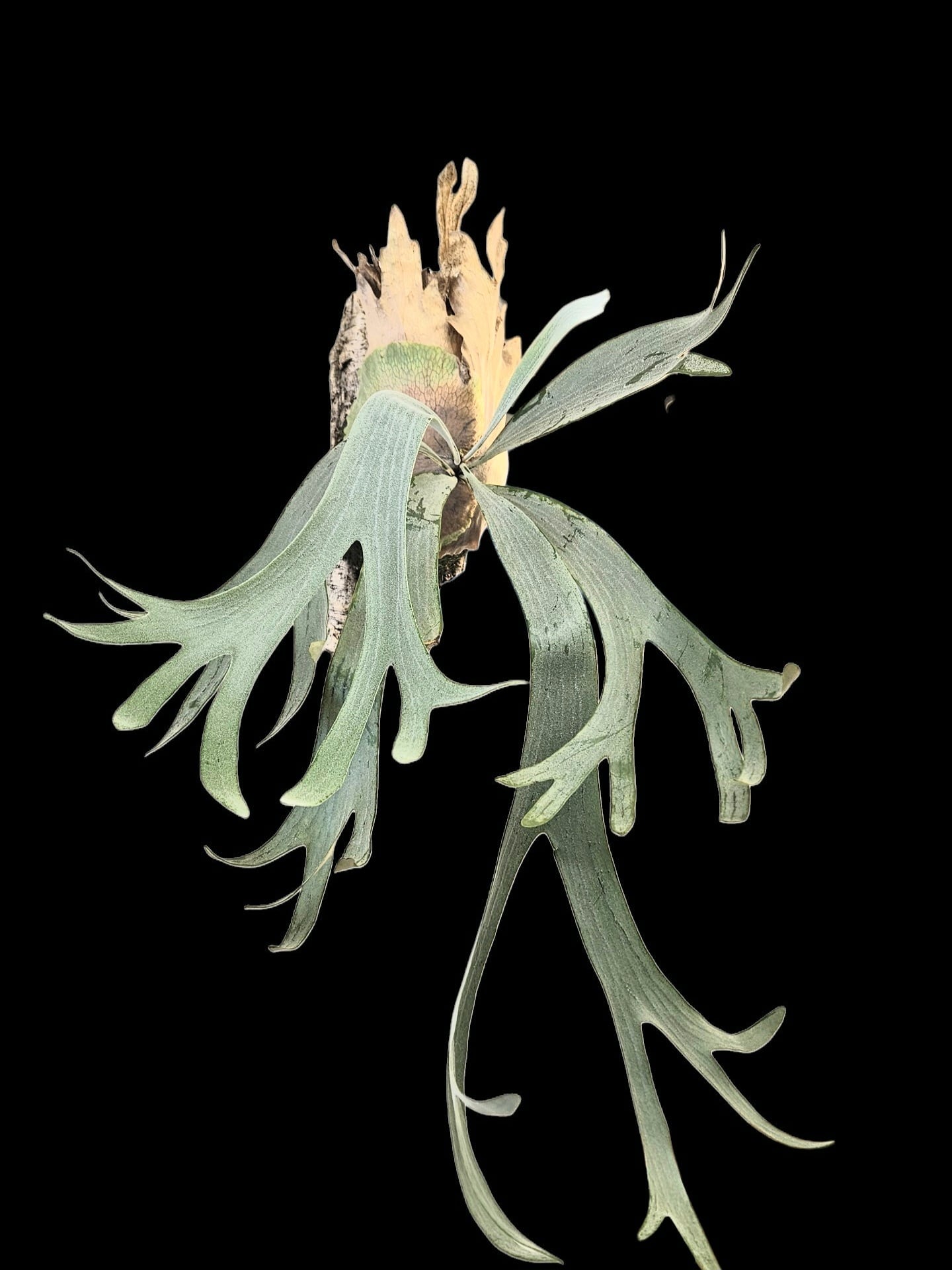 P.Rimklong Spore【artPLANTs】ビカクシダ/Platycerium | artPLANTs
