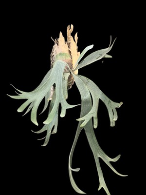 P.Spore White (Woot Select ) 【artPLANTs/PLANTS GARAGE 】ビカクシダ#Platycerium