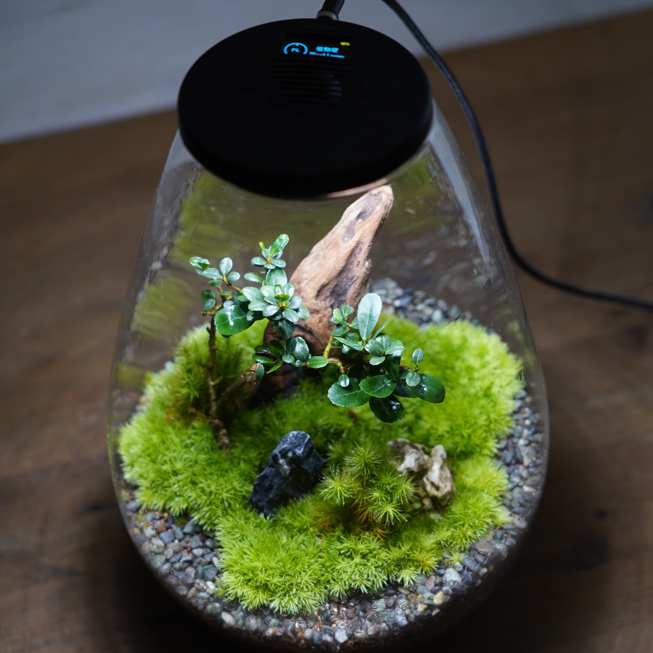 テラリウム盆栽-キンメツゲ-◇換気機能付きLED Air＆lightセット◇限定