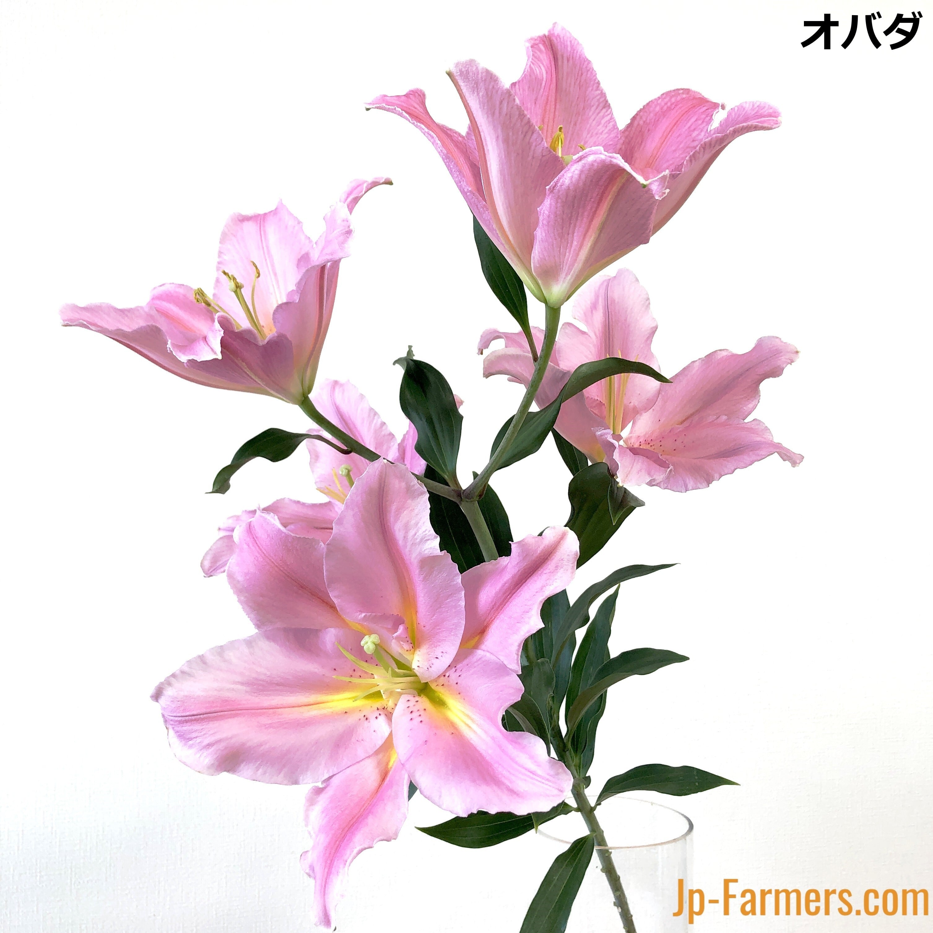 ピンクのオリエンタルユリ 品種おまかせ 5本 | 新鮮お花問屋 Jp