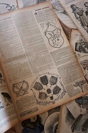 1902s Le Petit Echo de la Mode 44c 永遠の淑女とモード新聞