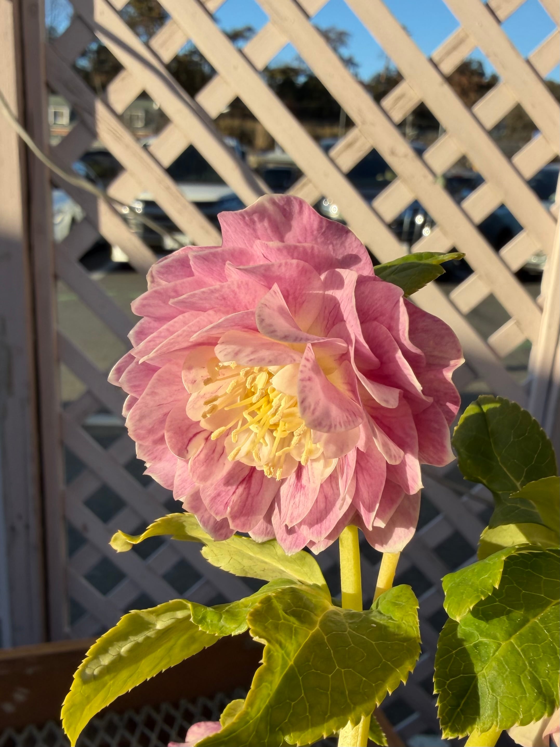 ピンクプリマゴールド系 加藤農園 クリスマスローズ【Ka94】送料無料