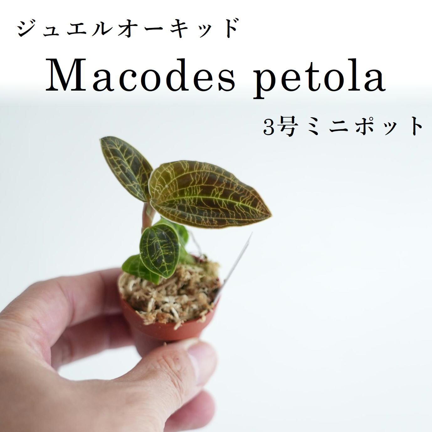 Anoectochilus formosanus アネクトキルス キバナシュスラン