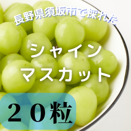 TBSテレビ【バナナサンド】で紹介された規格外シャインマスカット20粒(送料無料)