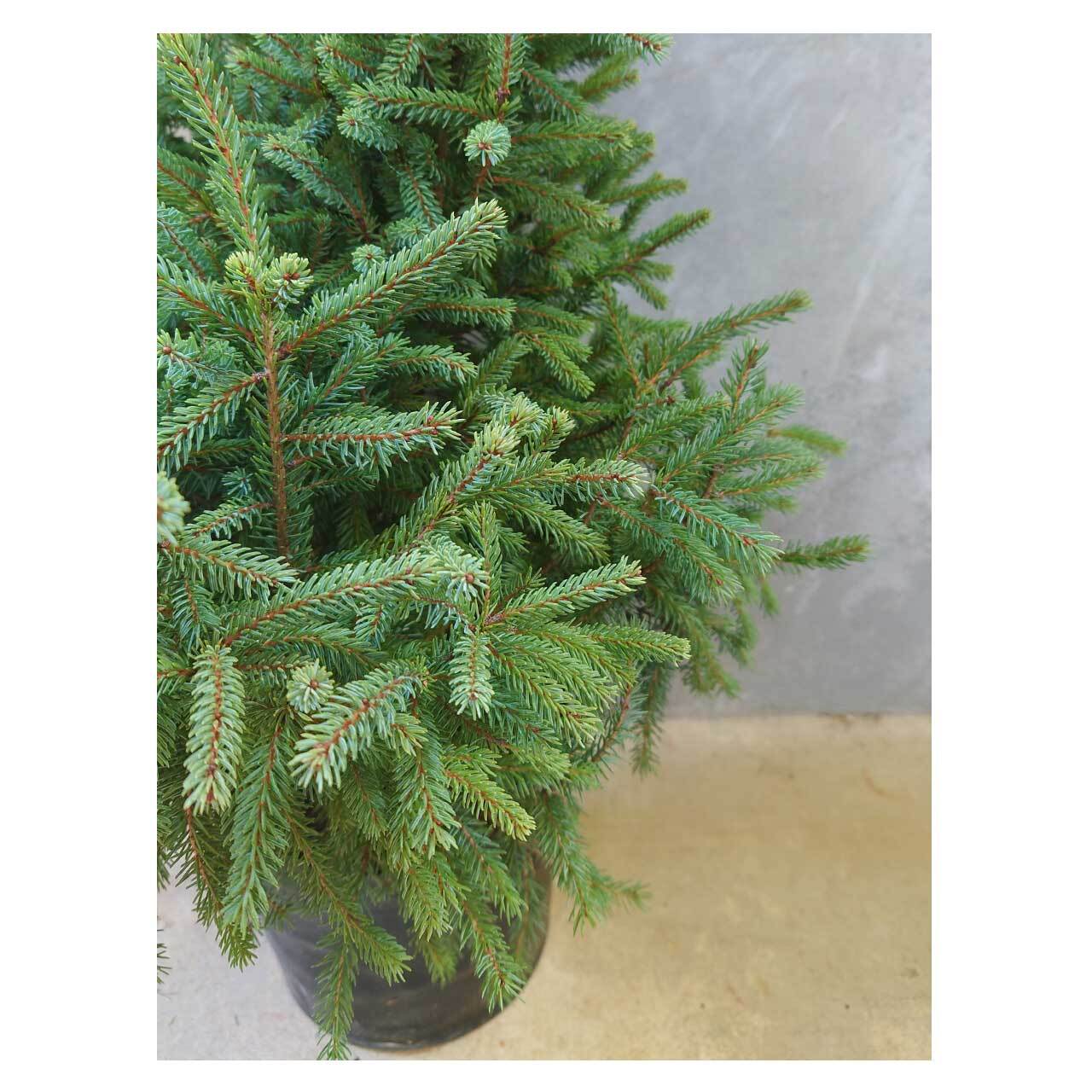 Picea glauca 'ekini gold' | Seeding