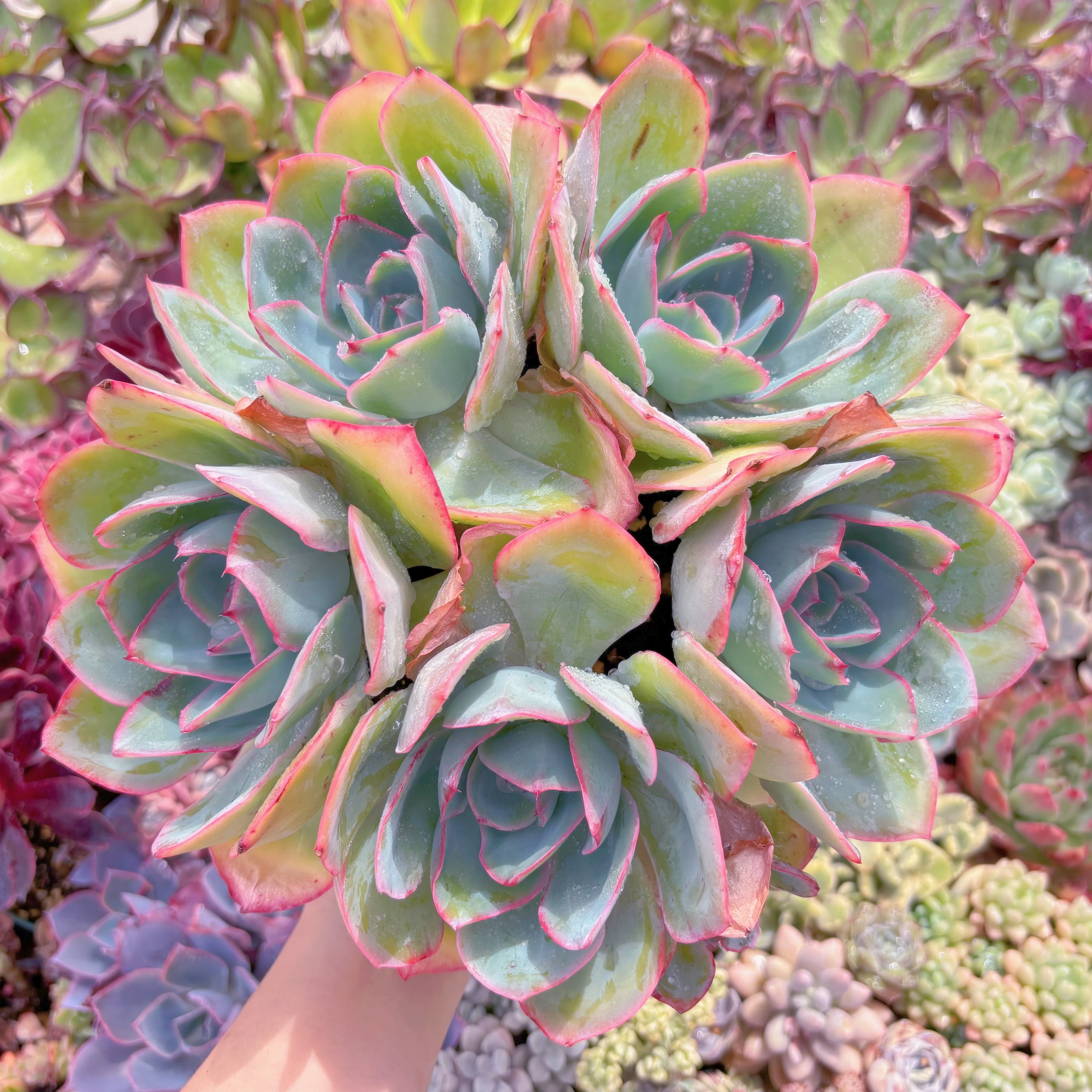 現品　ブルーライト#2005　特特大群生　新入荷