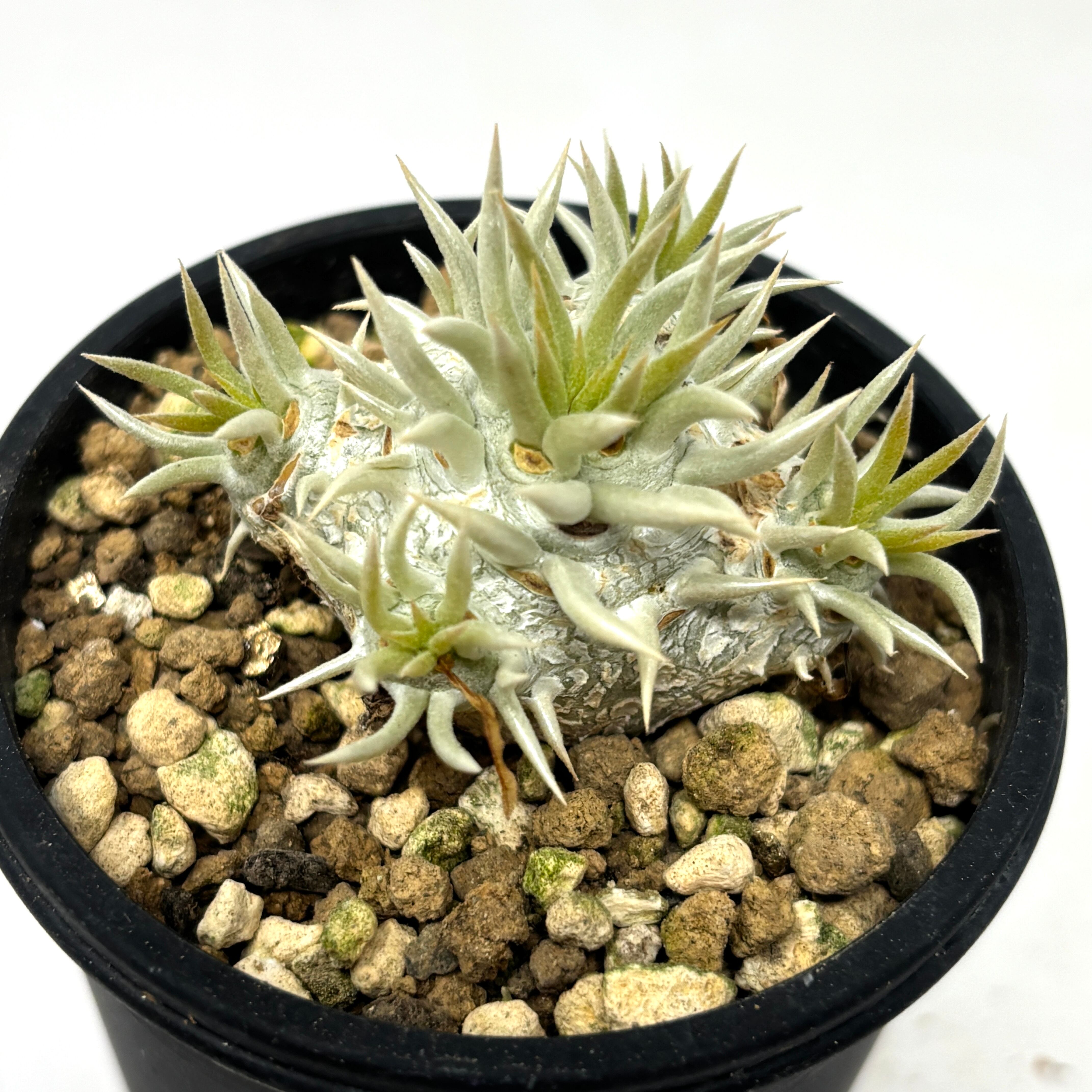 パキポディウム エニグマチカム【986】