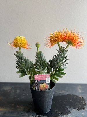 リューコスペルマム フェニックスライジング②