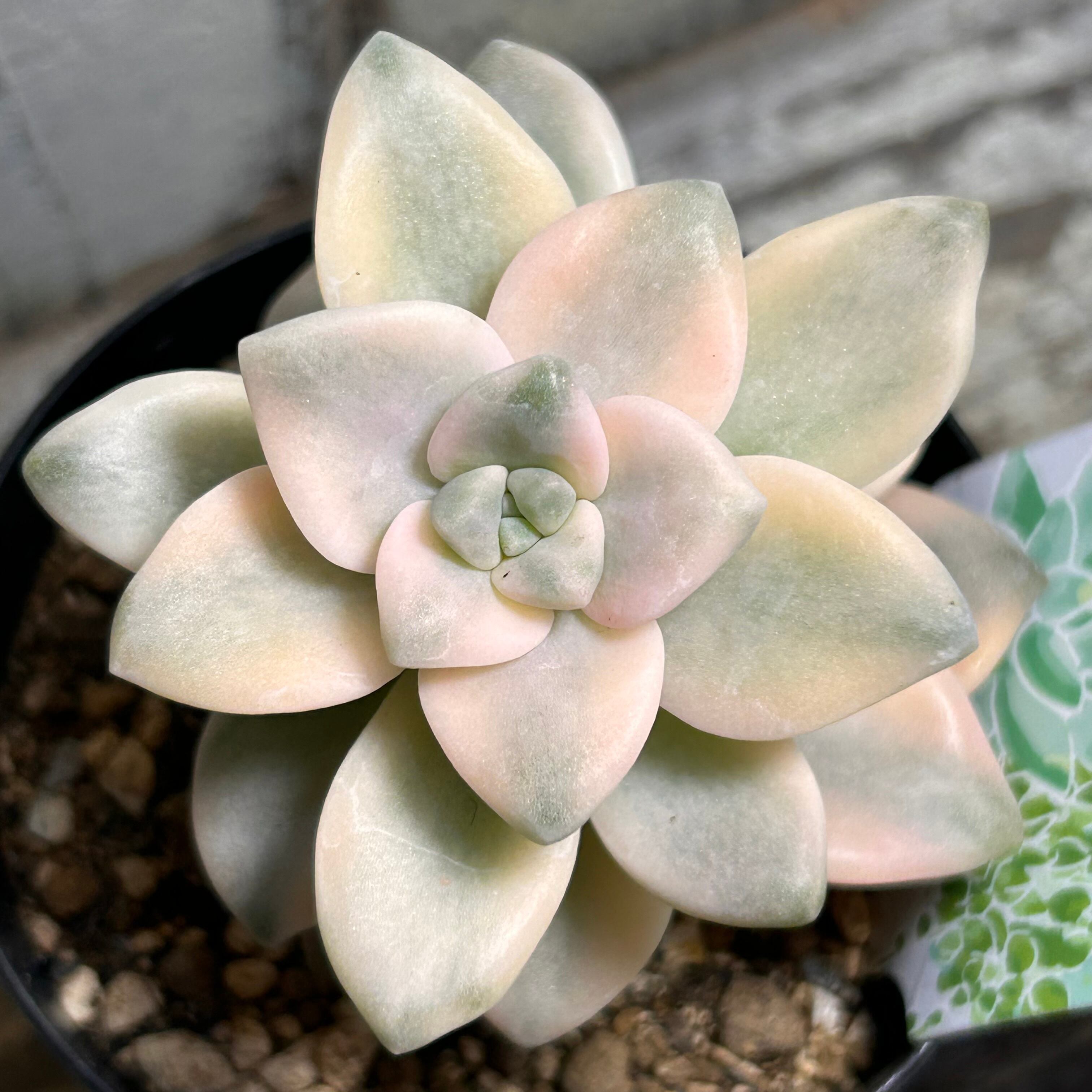 錦 | RuPo 多肉植物専門店