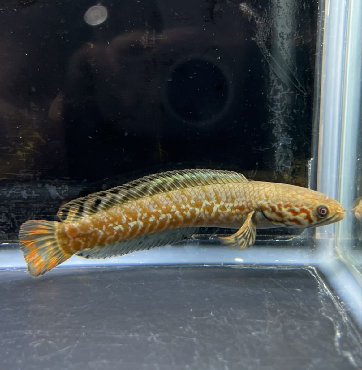 WILD レインボースネークヘッド 極美発色 小型個体 淡水魚 観賞魚 生体 即決価格