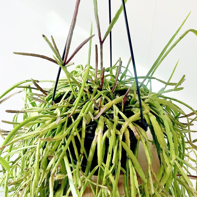 大サイズ 森林サボテン リプサリス ミクランサ ハンギング 観葉植物 calm cafe