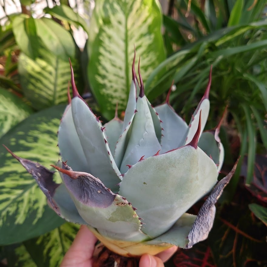 アガベ パリー トランカータ agave parryi truncata 3 | 多肉植物 ...