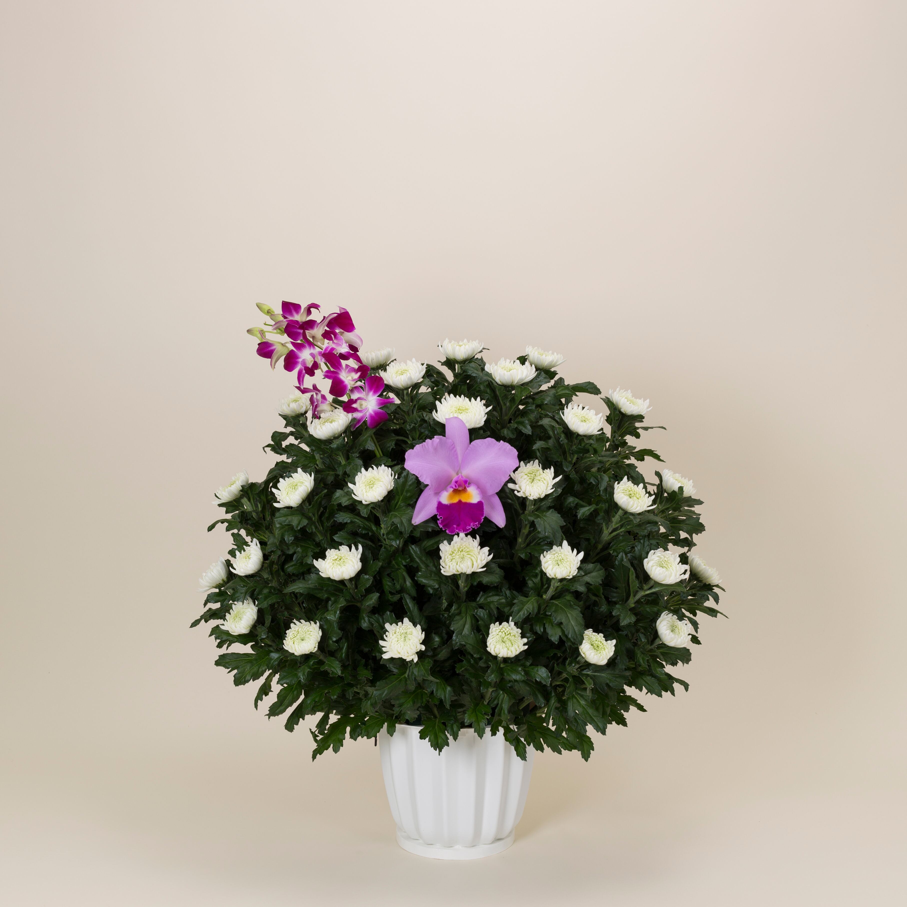 菊花