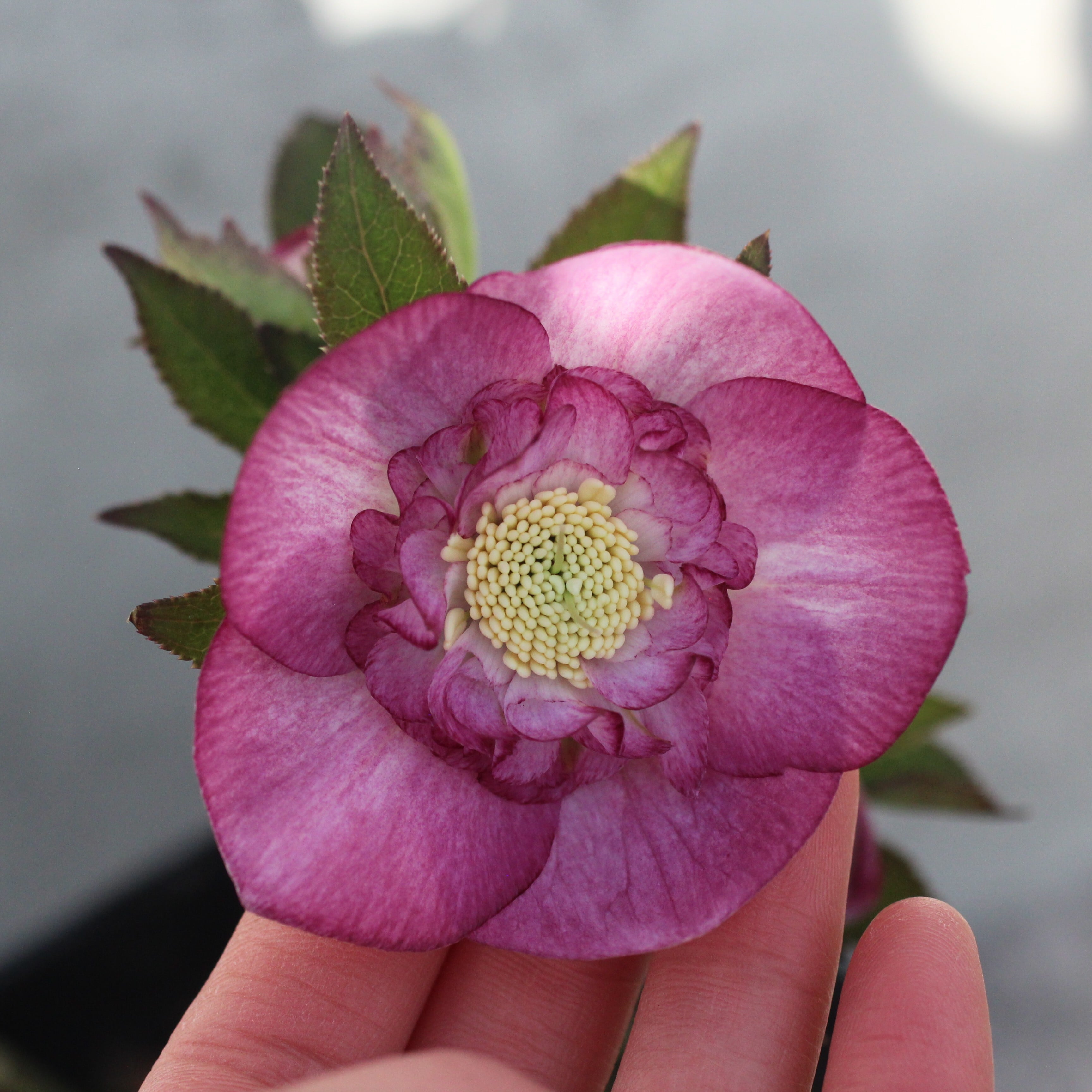 WS26-085 クリスマスローズ ウィンターシンフォニー クレオン